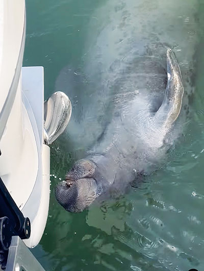 Surprise visitor from Sunshine State visits in Rappahannock River near Middlesex