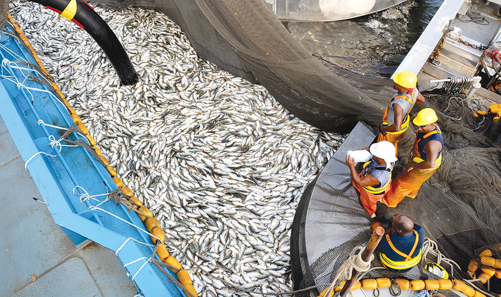 Workers harvest menhaden